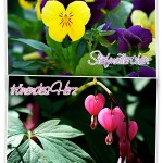 Meine Lieblingsblumen