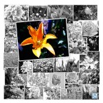 Woche 23 – Farbe Gelb
