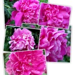 Pink Pink Pink
