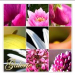 Neue Blumenbilder