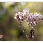 Herbstlicher Ausflug – 4