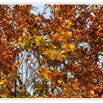 Woche 42 – Indian Summer