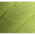 Woche 46 – Die Farbe Grün