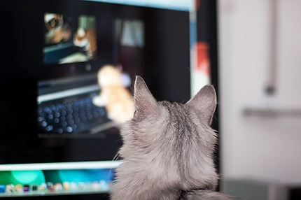 Katze schaut Katzen im Internet an