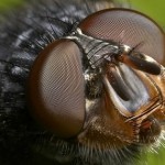 Schon mal einer Fliege in die Augen geschaut?
