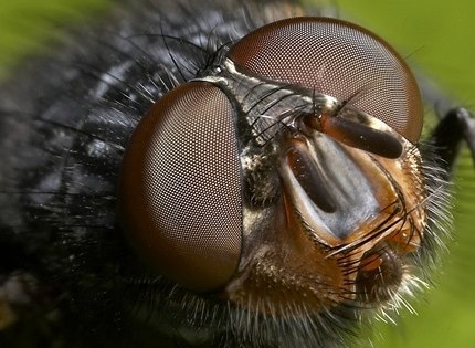 Flickr - Augen einer Fliege in Makro