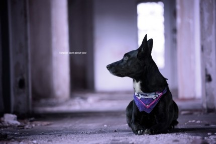 Nickis Hund Mila - vorher auf Foto