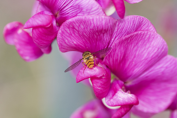 Schwebefliege - Makro - Pink - Blume