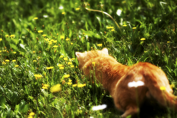 Erwischt - Braune/rote Katze im Gras