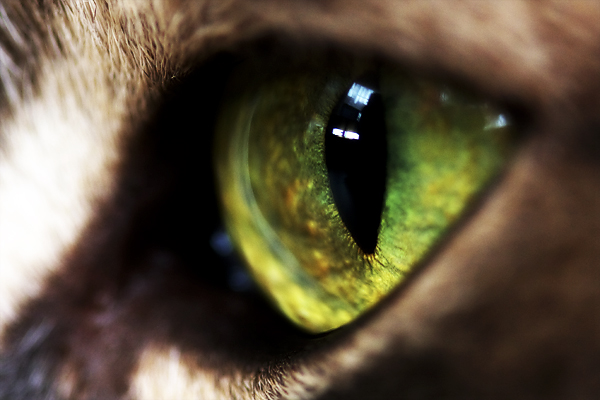 Katzenauge - Macro - Eye - Cat