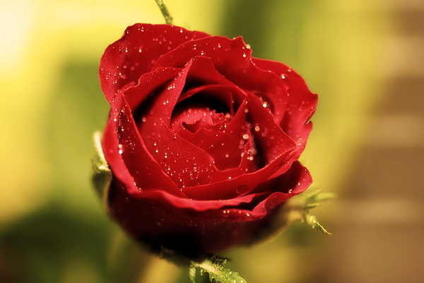Rose - Rot - Sepia - Rosenblüte - Rosenblätter