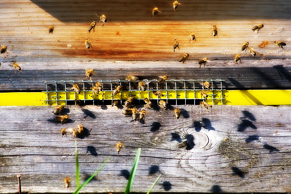 Bienen - Fleissig - Bienenbau - Bienenstock