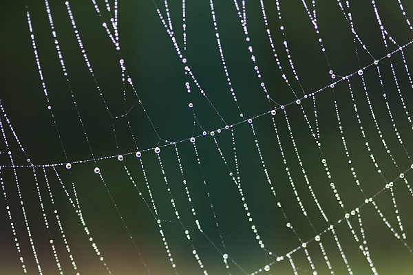 Tautropfen - Spinnenweben - Spinnennetz